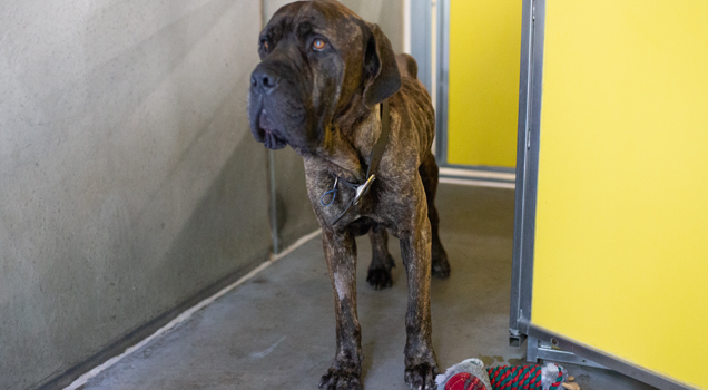 Emaciated Dogs Seized